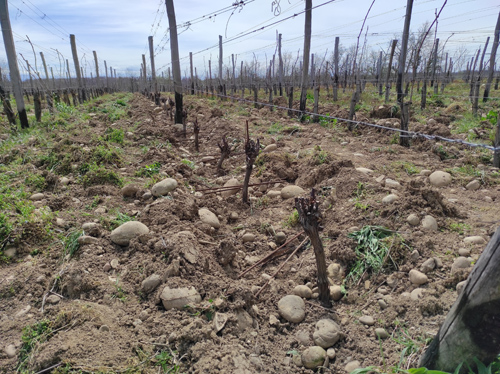 Greffes anglaises épaulées sur cerisier